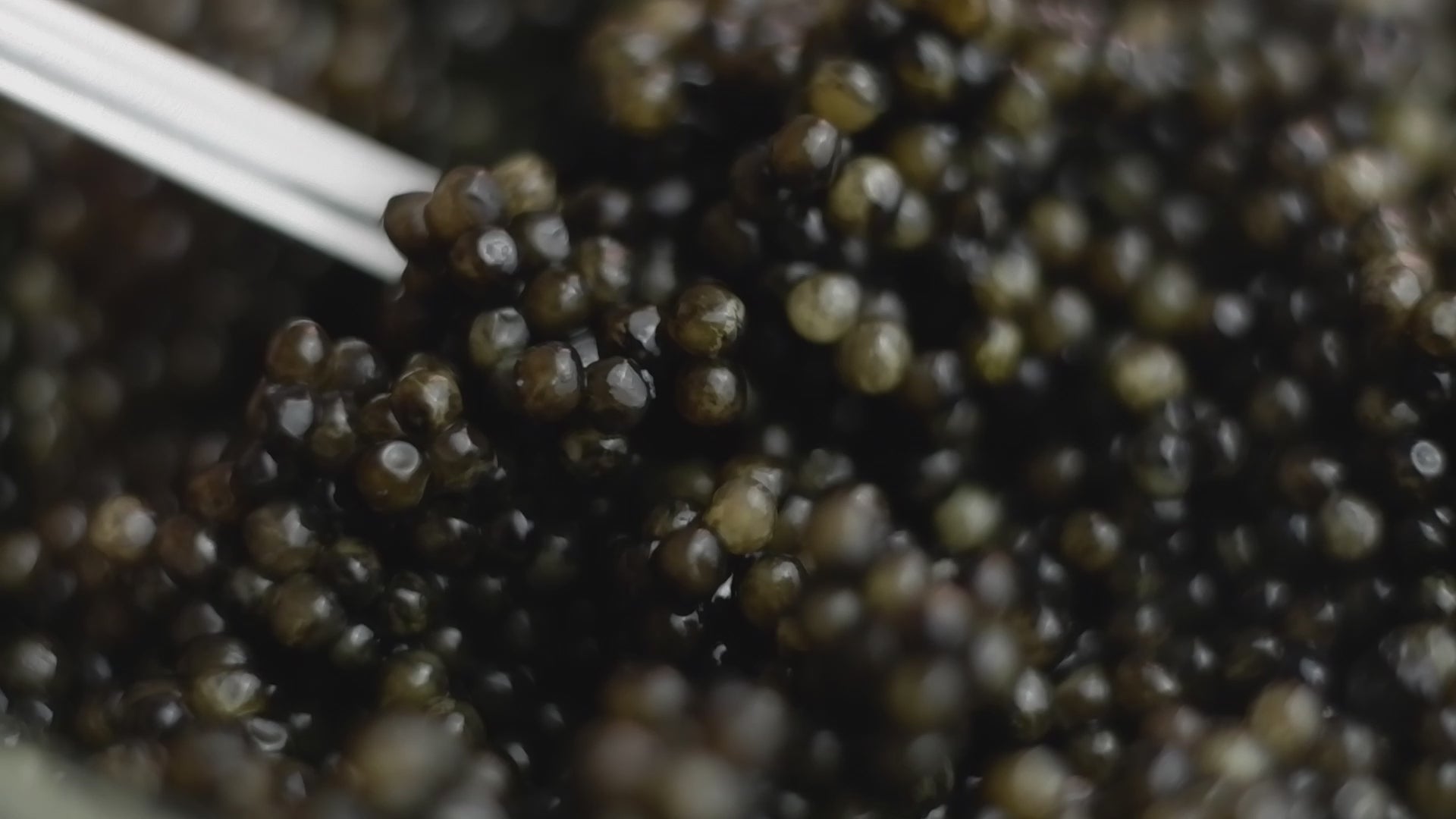 Oscietra Caviar