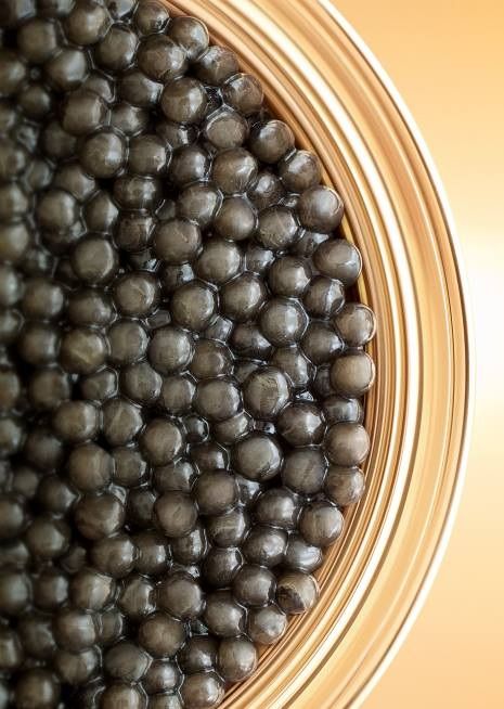 Close-up of large silver-grey Beluga caviar eggs with creamy texture, showcasing premium luxury roe from Huso huso sturgeon.