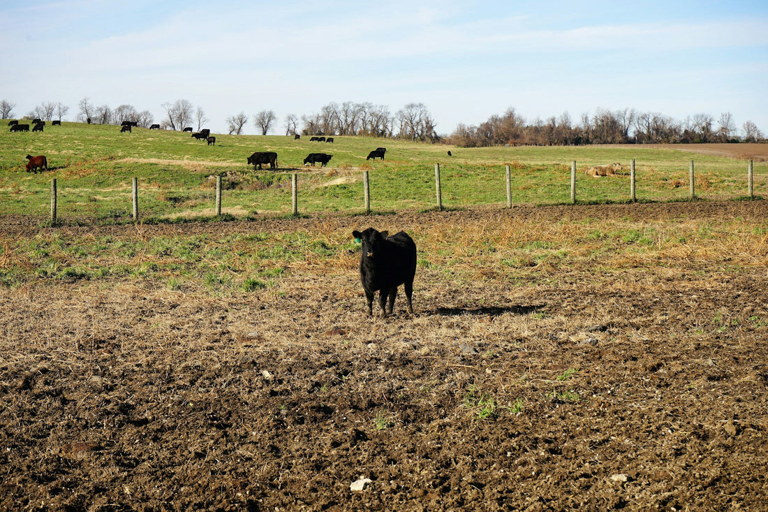Black cow standing in a pasture; editorial image for the origin comparison