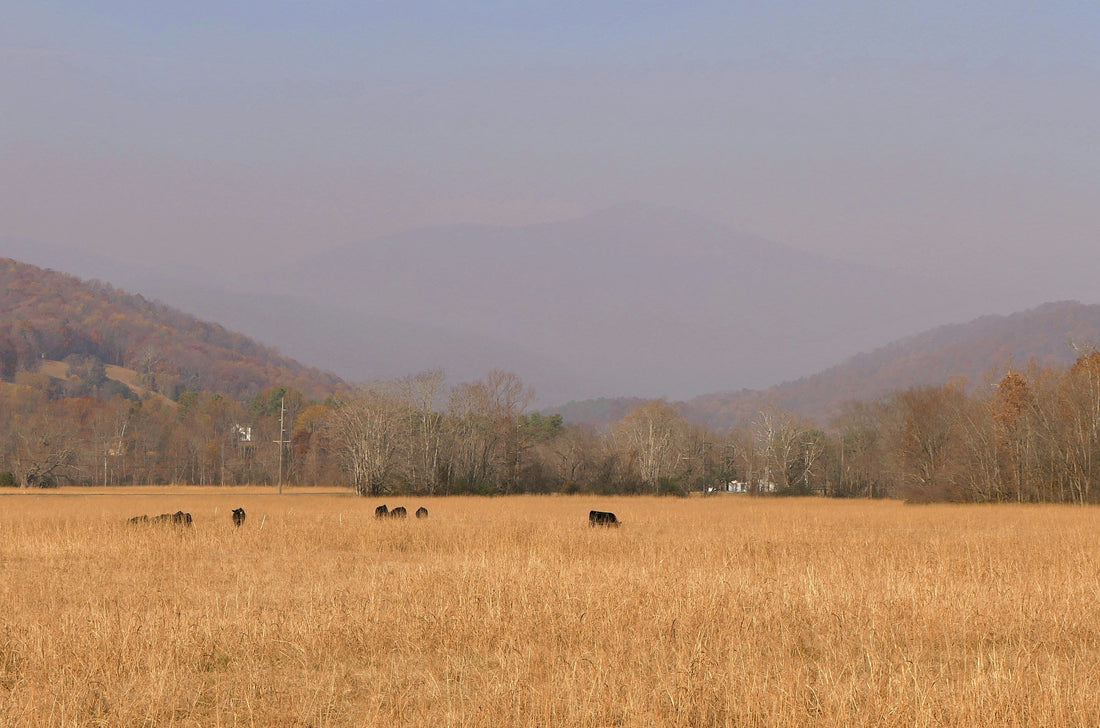 Cattle grazing in a mountain landscape; editorial image for the Kagoshima Wagyu regional guide