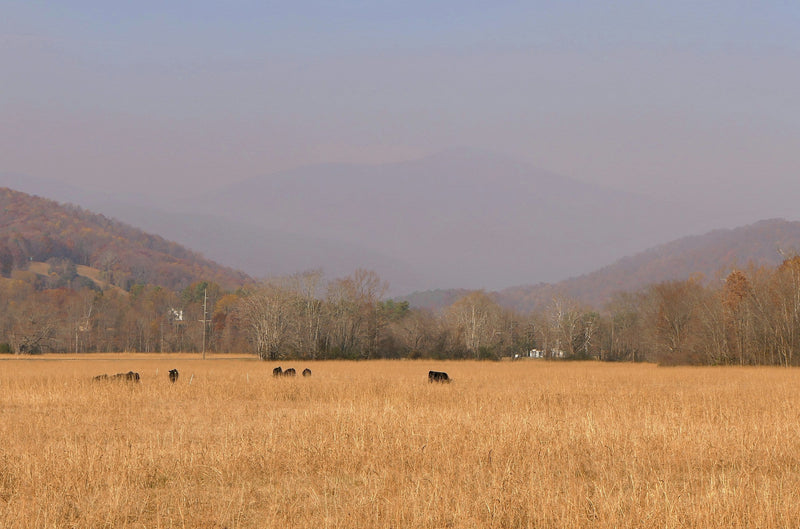 Cattle grazing in a mountain landscape; editorial image for the Kagoshima Wagyu regional guide