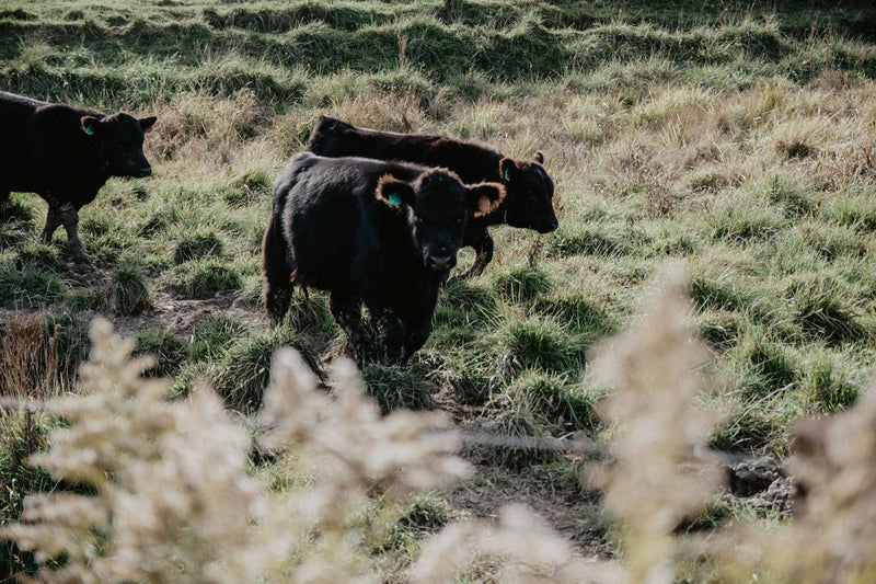 Black cattle in pasture; editorial image for the Kobe and A5 comparison