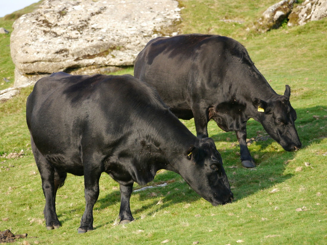 Two black cattle grazing in a field; editorial image for the origin comparison