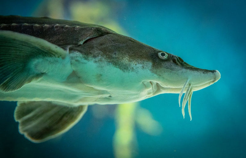 Sturgeon, the fish behind caviar, swimming in clear farm water