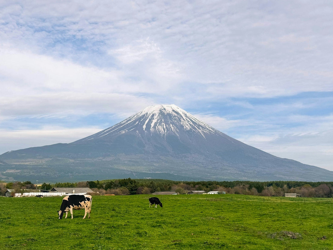 Cattle grazing in rural Japan; editorial image for the Wagyu guide