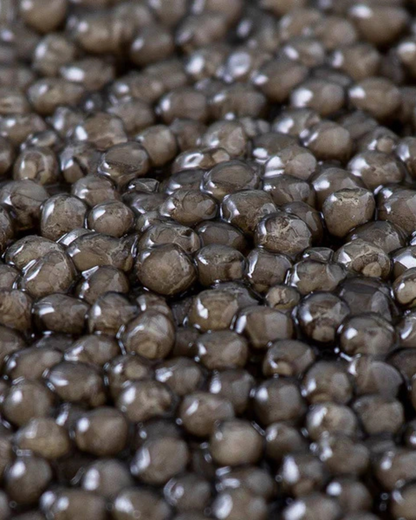 Beluga XXL Special Reserve caviar with large platinum-grey pearls
