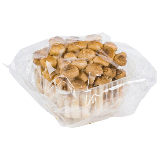 Fresh brown shimeji mushrooms cluster on white background