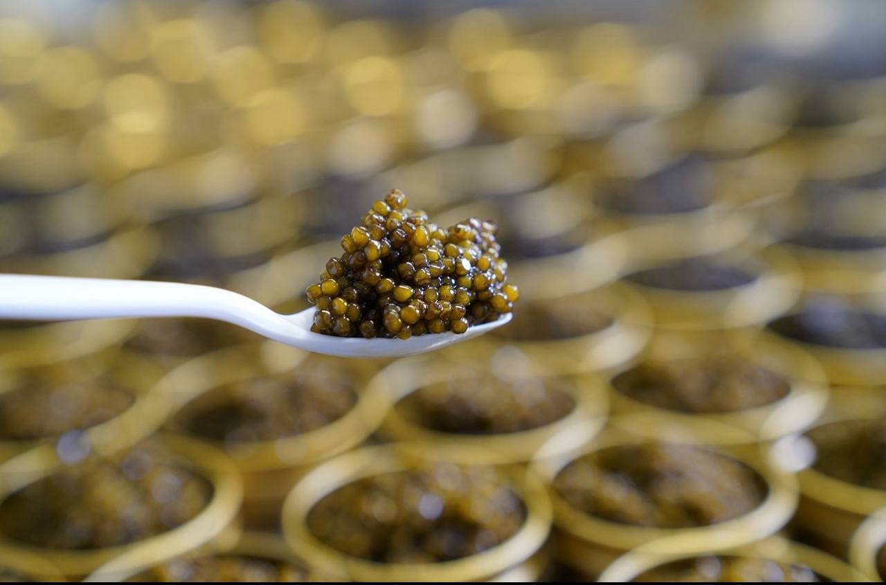 Royal Imperial Caviar - Beleaev Caviar