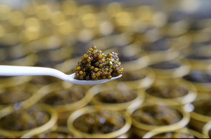 Royal Imperial Caviar - Beleaev Caviar