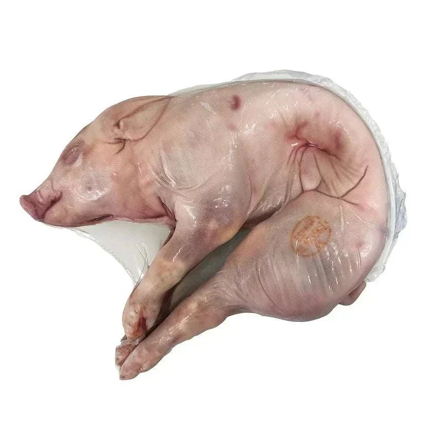 Whole frozen Spanish suckling pig 4kg vacuum-packed with crisp crackling